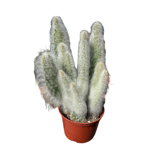 Opuntia erinacea 'Snow White' - Lazy Gardens