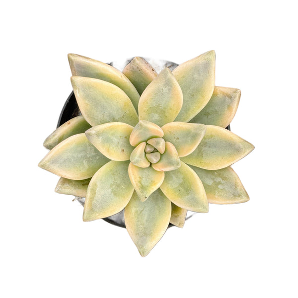 Graptopetalum paraguayense ‘Jester' - Lazy Gardens