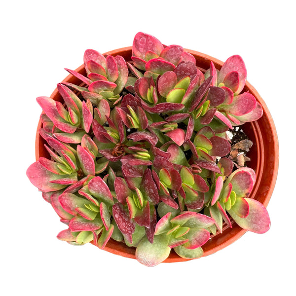 Crassula platyphylla 'Burgundy' - Lazy Gardens