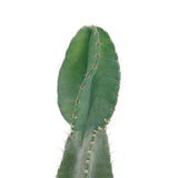 Cereus peruvianus Spiralis | Twist Cactus - Lazy Gardens