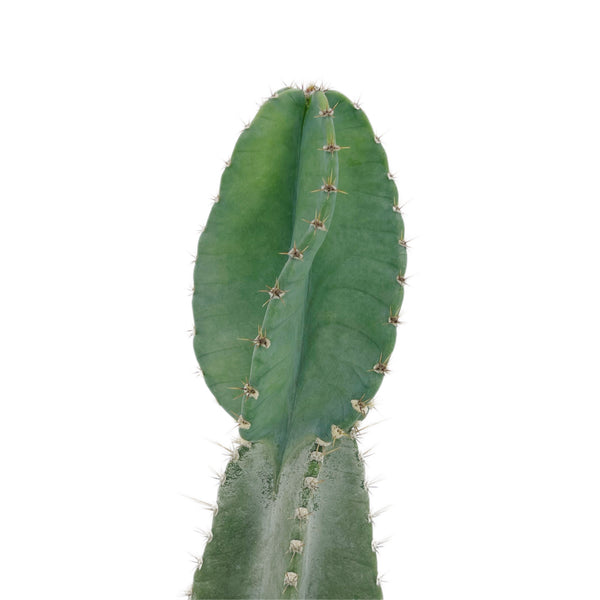 Twist Cactus | Cereus peruvianus Spiralis