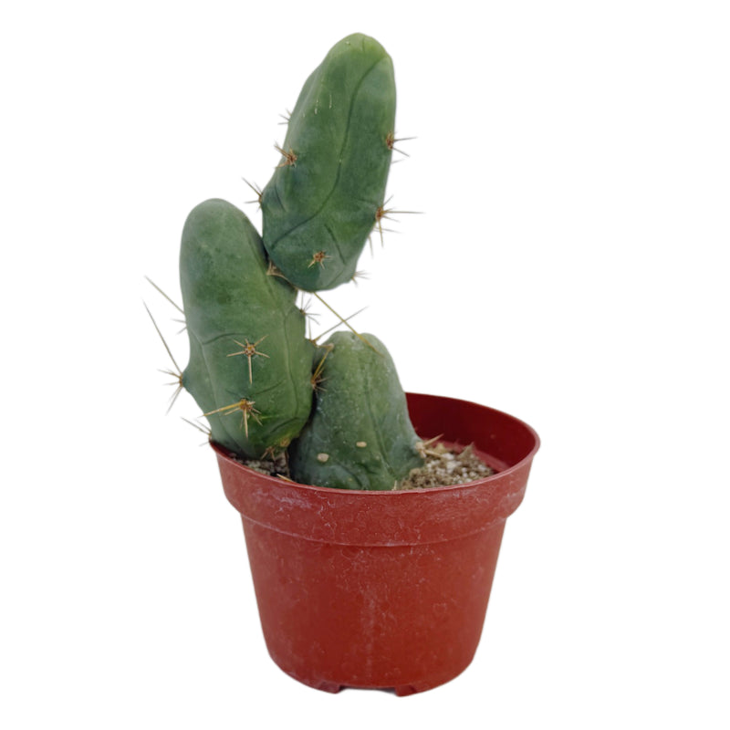 Trichocereus bridgesii monstrose | Penis Cactus