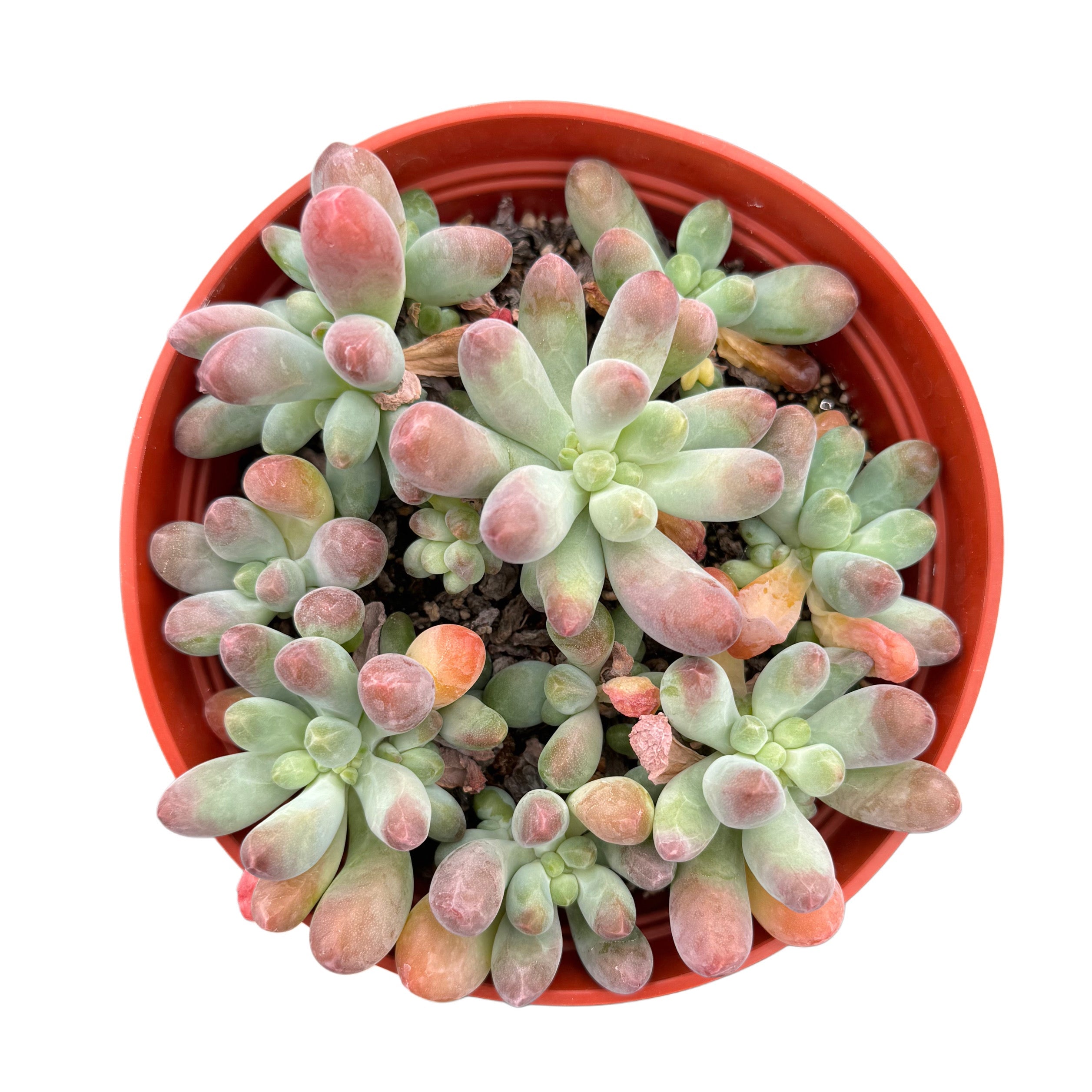 apple beauty succulent Sedum Pachyphyllum
