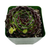 Sempervivum Melanie