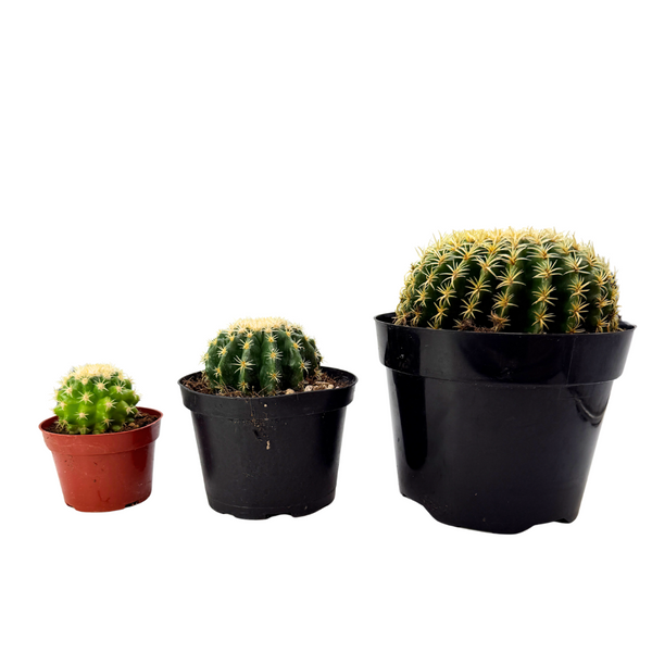 Echinocactus grusonii intermedius | Short spined Golden Barrel Cactus
