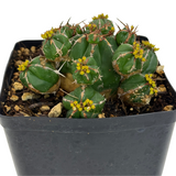 Euphorbia Handiensis | Jandía thistle