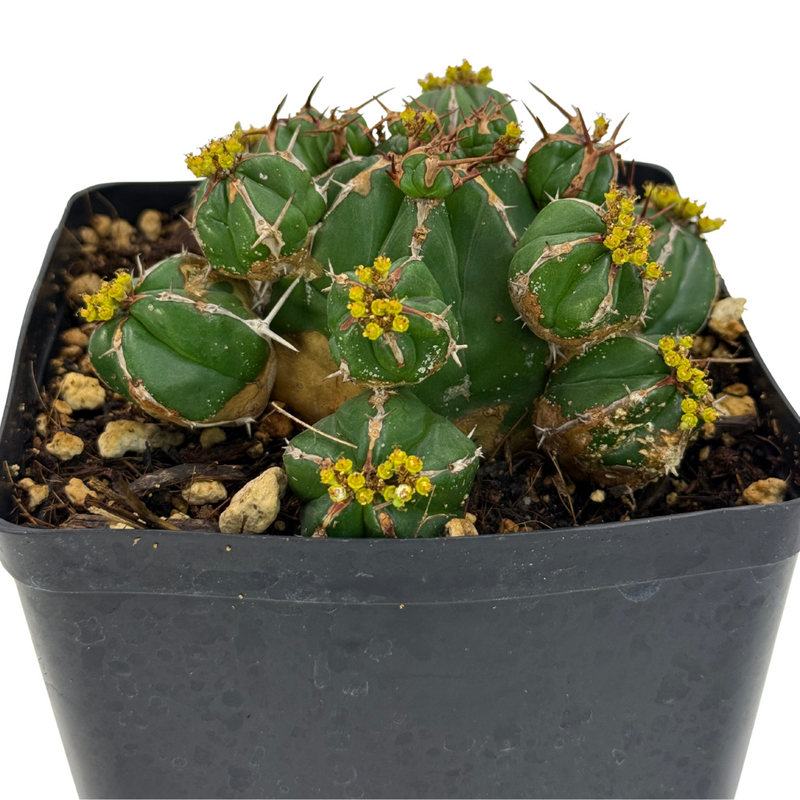 Euphorbia Handiensis | Jandía thistle