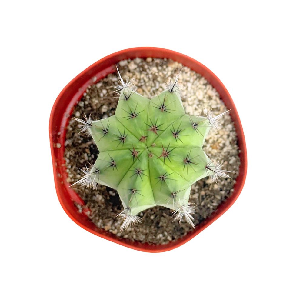 Polaskia Chichipe