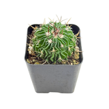 Stenocactus crispatus | Brain Cactus