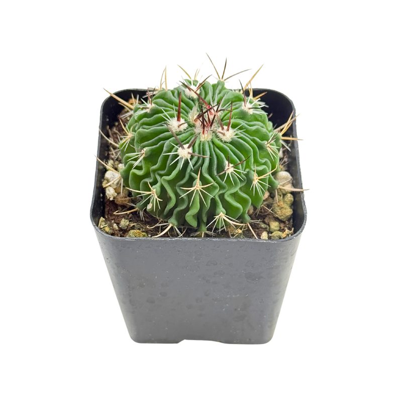 Stenocactus crispatus | Brain Cactus