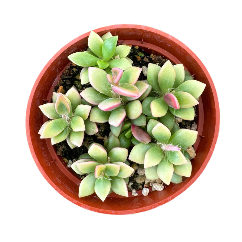 Anacampseros telephiastrum variegata | Sunrise - Lazy Gardens