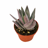 Crassula Garnet Lotus