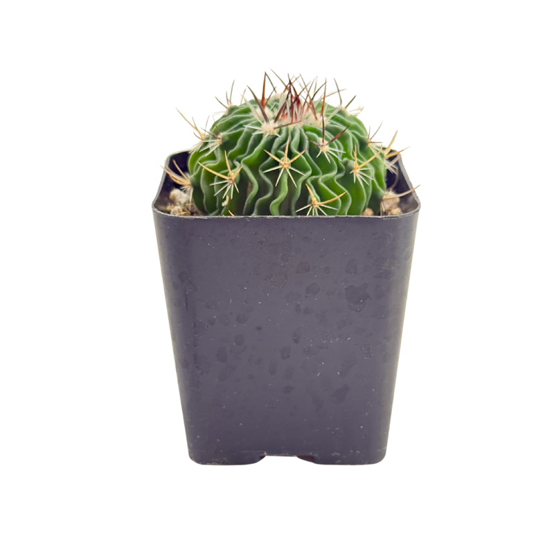 Stenocactus crispatus | Brain Cactus