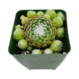 Sempervivum Aracnodrum Cebenese