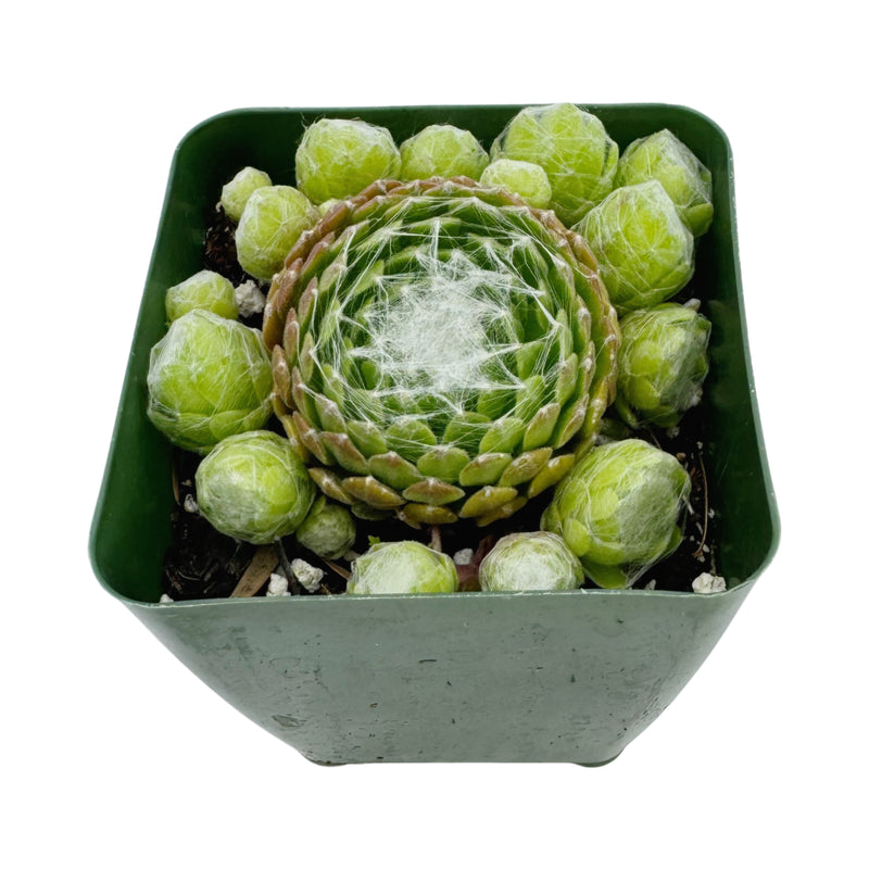 Sempervivum Aracnodrum Cebenese