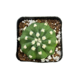 Echinopsis Subdenudatum Dominos | Domino Cactus