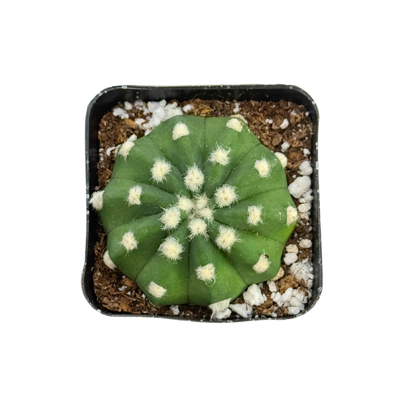 domino succulent Echinopsis Subdenudatum Dominos