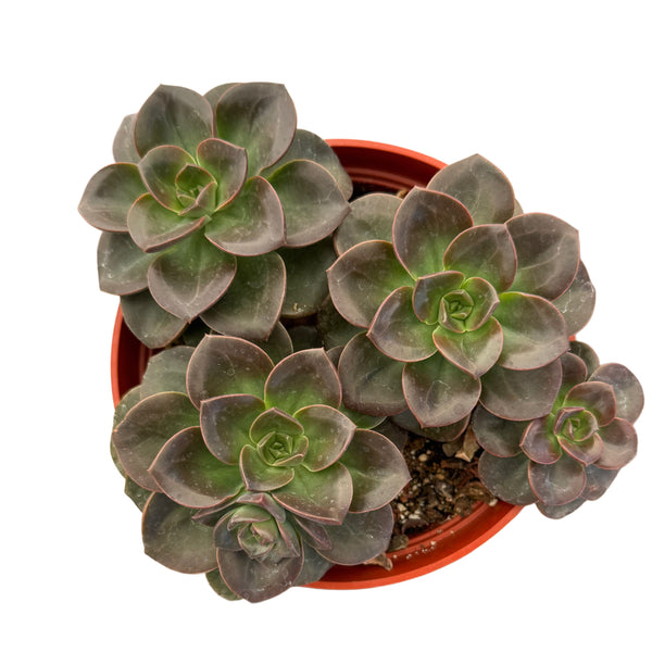 Echeveria Melaco - Lazy Gardens