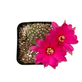 Echinopsis chamaecereus | Peanut Cactus - Lazy Gardens