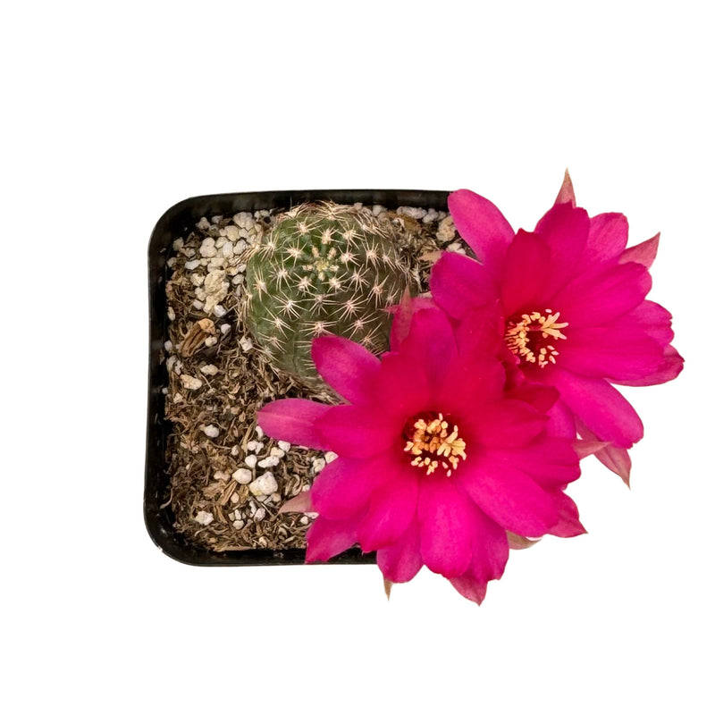 Echinopsis chamaecereus | Peanut Cactus - Lazy Gardens