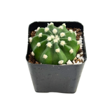 Echinopsis Subdenudatum Dominos | Domino Cactus