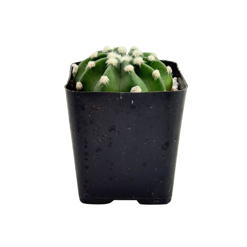 domino succulent Echinopsis Subdenudatum Dominos