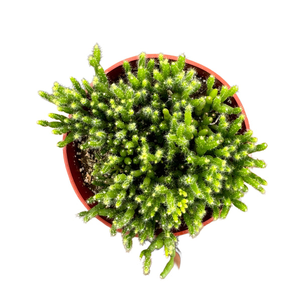 Rhipsalis pilocarpa | Jungle Cactus - Lazy Gardens