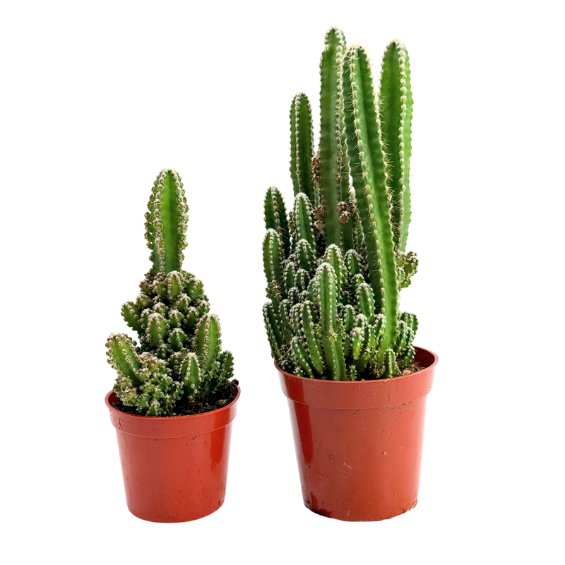 Acanthocereus tetragonus | Fairy Castle Cactus