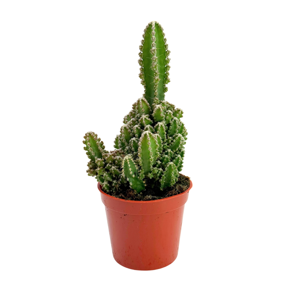 Acanthocereus tetragonus | Fairy Castle Cactus