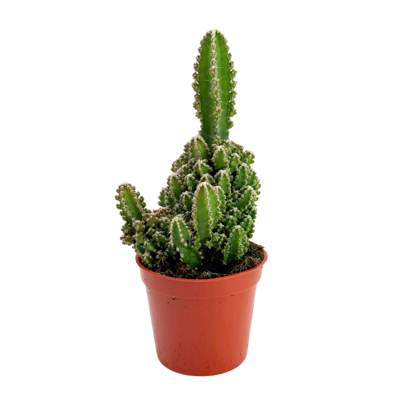 Acanthocereus tetragonus | Fairy Castle Cactus