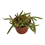 Hildewintera Aureispina | Rat Tail Cactus