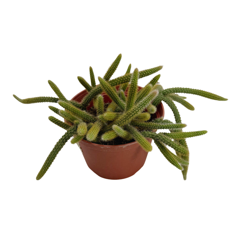 Hildewintera Aureispina | Rat Tail Cactus