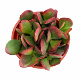 Crassula Ovata Hummels Sunset | Hummels Sunset Jade