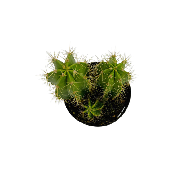 Lemaireocereus chende | Chende Cactus - Lazy Gardens