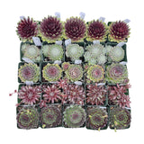 Assorted Sempervivum