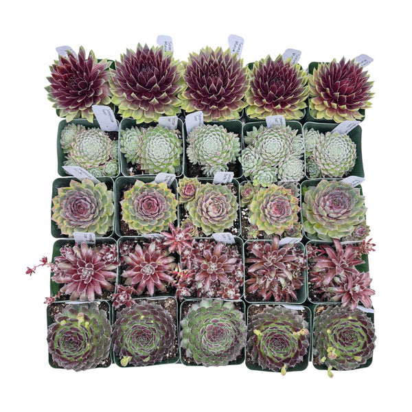 Assorted Sempervivum