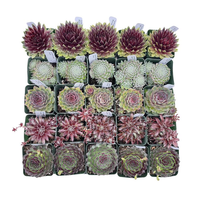 Assorted Sempervivum