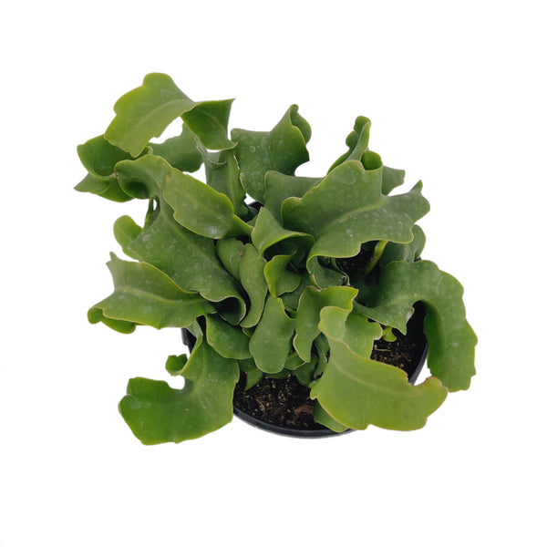 Epiphyllum Hybrid | Orchid Cactus - Lazy Gardens