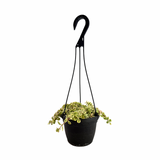 Portulacaria afra 'Sun Kissed'