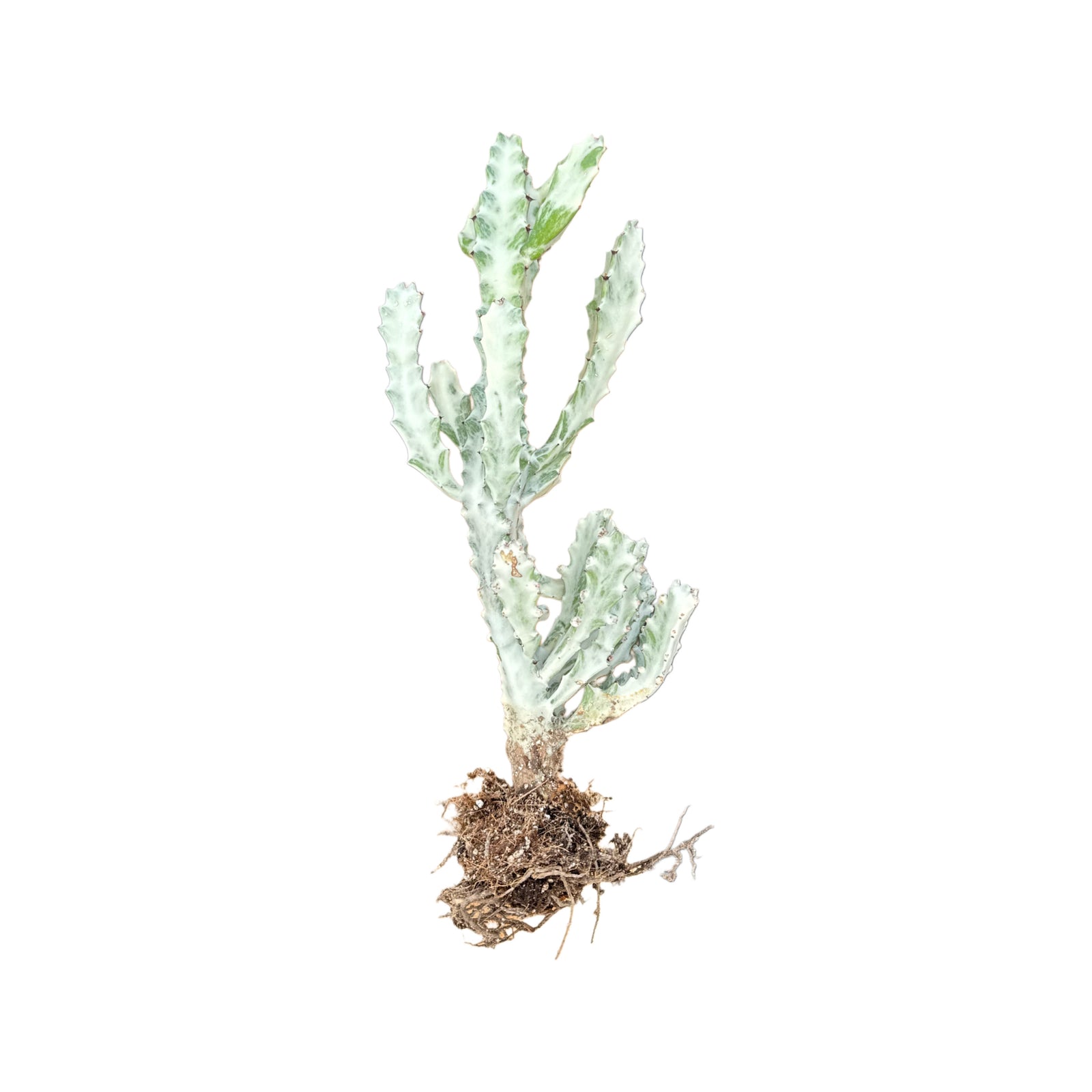 Euphorbia Lactea Variegata