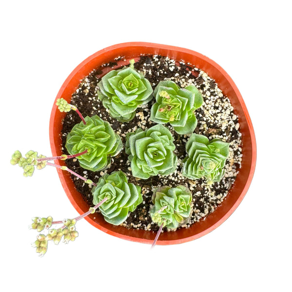 Crassula Dorothy - Lazy Gardens