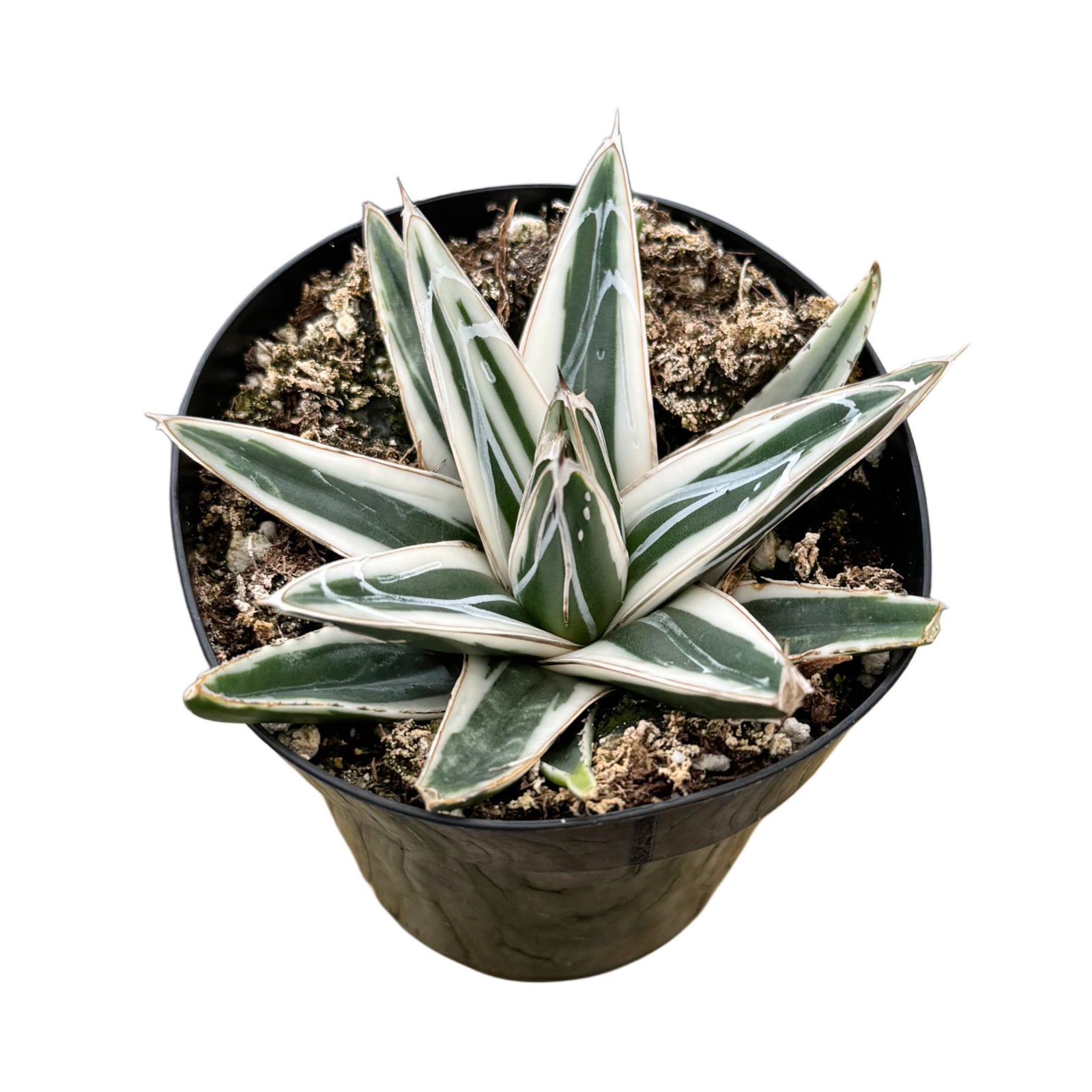 white rhino succulent Agave Victoriae Reginae ‘White Rhino’