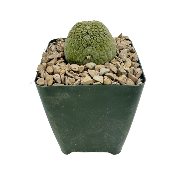 Pseudolithos migiurtinus