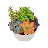 The Lazy Gift | Effortless Succulent Arrangement