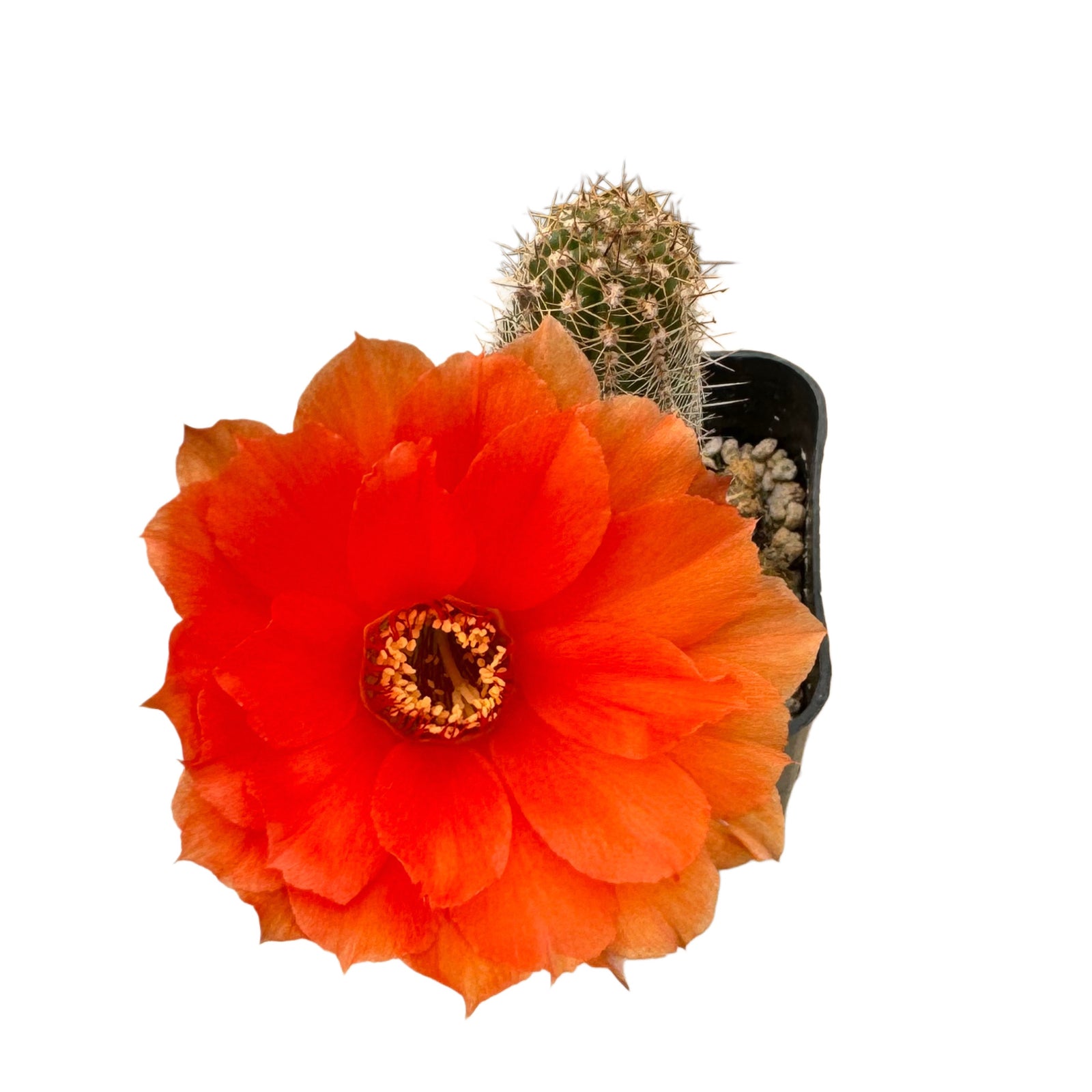 Echinopsis chamaecereus | Peanut Cactus  Lazy Gardens