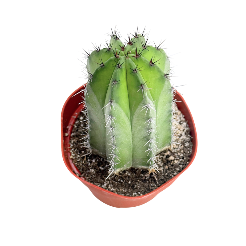 Polaskia Chichipe