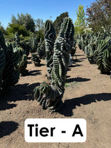 Cereus forbesii Spiralis Field Specimen | Extra Large Branching Spiral Cactus