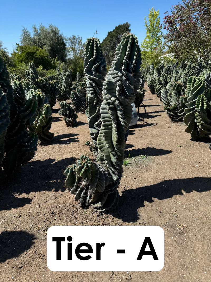 Cereus forbesii Spiralis Field Specimen | Extra Large Branching Spiral Cactus