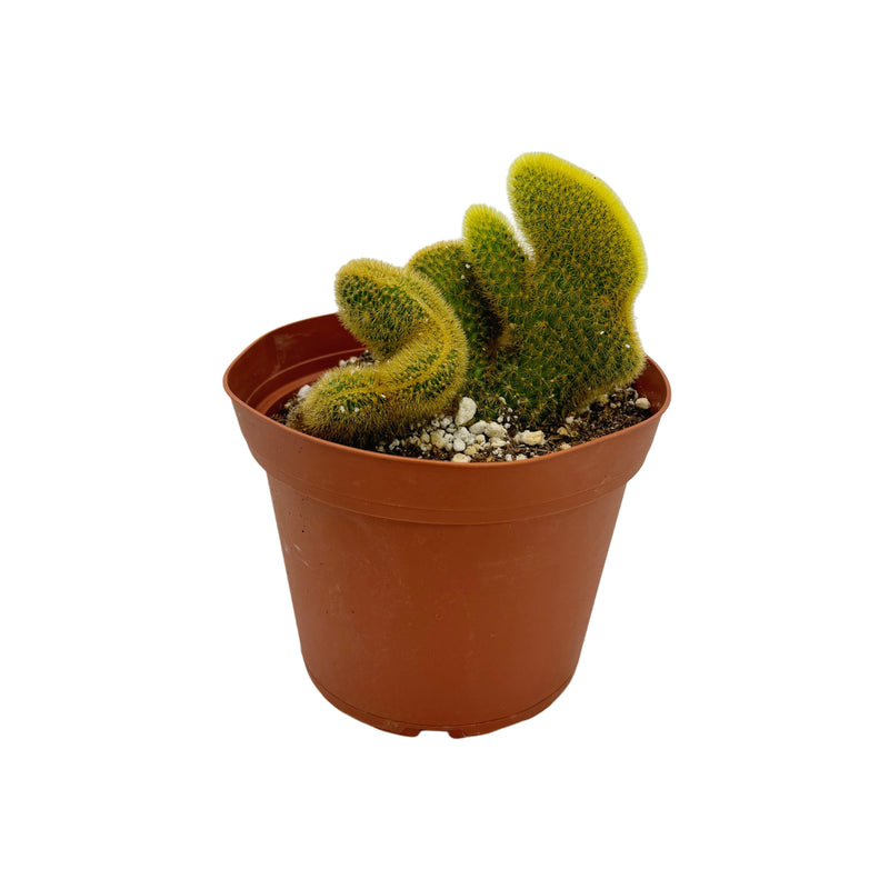 Cleistocactus winteri cristata | Crested Golden Rat Tail Cactus - Lazy Gardens