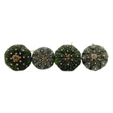 Astrophytum asterias | Sand Dollar Cactus